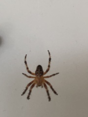 Araneus diadematus