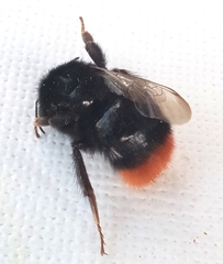 Bombus lapidarius