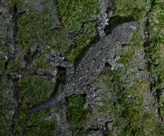 Gekko japonicus