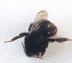 Bombus lapidarius