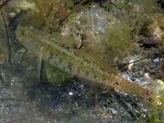 Gobius ophiocephalus