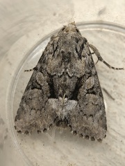 Eremobina leucoscelis