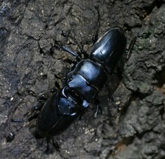Dorcus hopei hopei