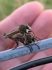 Machimus erythocnemius