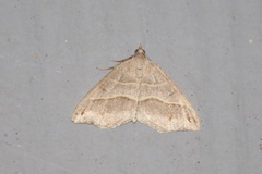 Macaria lorquinaria