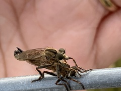 Machimus erythocnemius