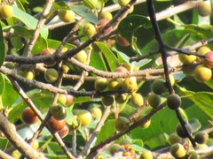 Ficus natalensis