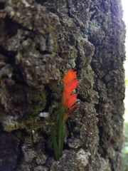Isochilus aurantiacus