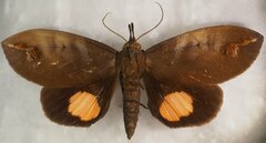 Tetrisia florigera