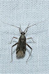 Phytocoris tiliae
