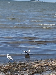 Larus delawarensis