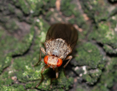 Pseudolyciella
