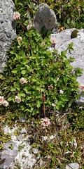 Trifolium thalii