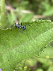 Polyrhachis militaris