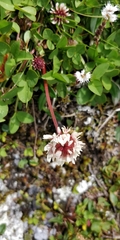 Trifolium thalii