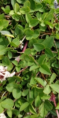 Trifolium thalii