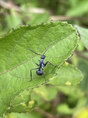 Polyrhachis militaris