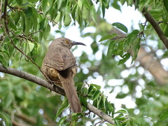 Toxostoma curvirostre