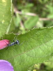 Polyrhachis militaris