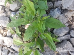 Solanum carolinense