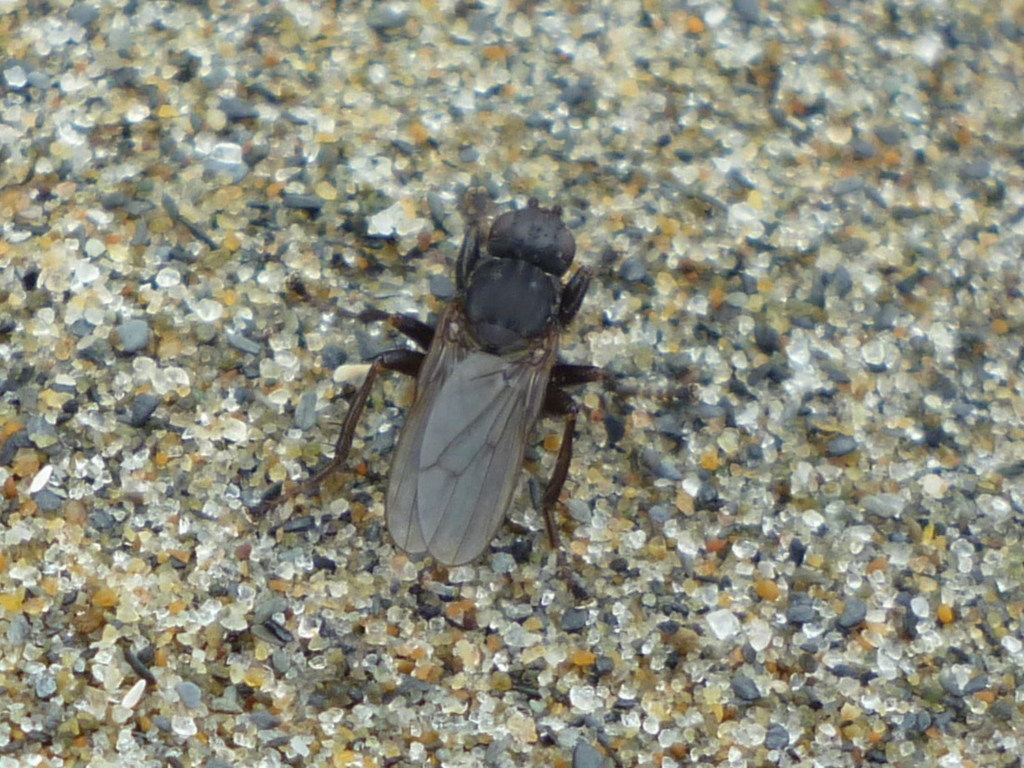Orygma luctuosum