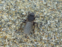 Orygma luctuosum
