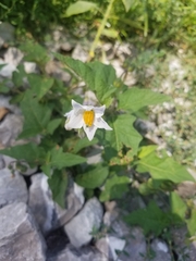 Solanum carolinense