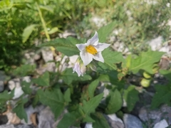 Solanum carolinense