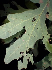 Chrysopa nigricornis