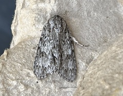 Acronicta longa