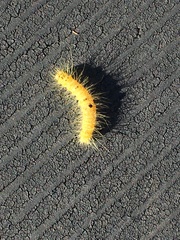 Acronicta leporina