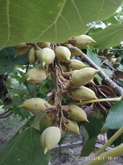 Paulownia tomentosa