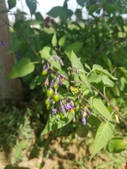 Solanum dulcamara
