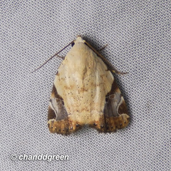 Pseudeustrotia semialba