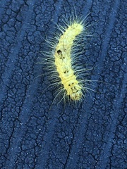 Acronicta leporina