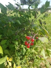 Solanum dulcamara