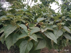 Paulownia tomentosa
