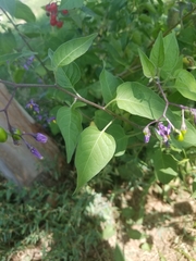Solanum dulcamara