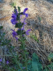 Salvia virgata