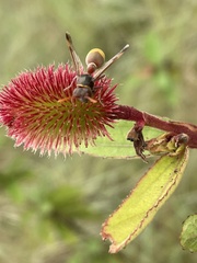 Image of Ropalidia guttatipennis