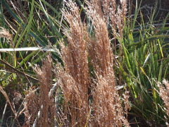 Schizachyrium microstachyum
