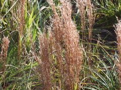 Schizachyrium microstachyum