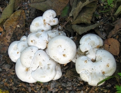 Leucocybe