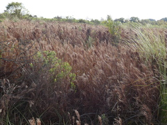 Schizachyrium microstachyum