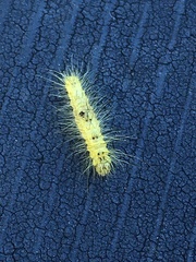 Acronicta leporina