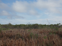 Schizachyrium microstachyum