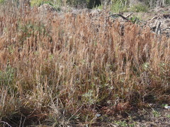 Schizachyrium microstachyum