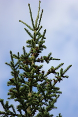 Picea obovata