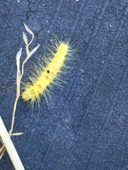 Acronicta leporina