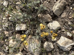 Achyranthemum mucronatum